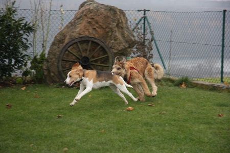 Berger Picard Hunde Foto 40460 Berger Picard Cheyenneund Shello