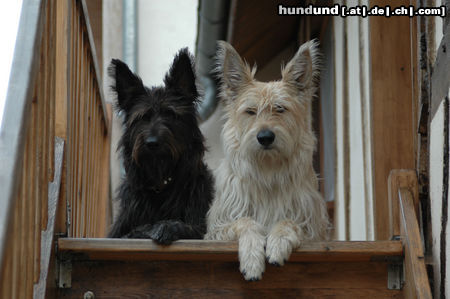 Berger Picard Hunde Foto 26523 in höherer Auflösung ansehen Berger Picard Morticia & Toy