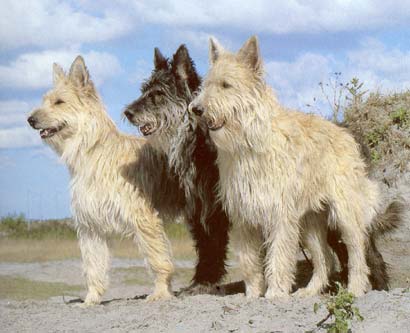 Berger Picard Hunde Foto 7 Berger Picard