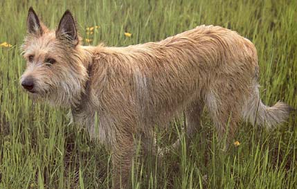 Berger Picard Hunde Foto 12 Berger Picard