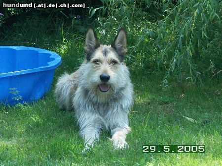 Berger Picard Hunde Foto 21848 in höherer Auflösung ansehen Berger Picard Felix (de Bene Gesserit), 17 Monate alt