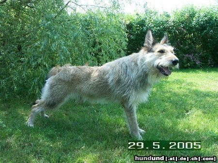 Berger Picard Hunde Foto 21849 in höherer Auflösung ansehen Berger Picard Felix (de Bene Gesserit), 17 Monate alt
