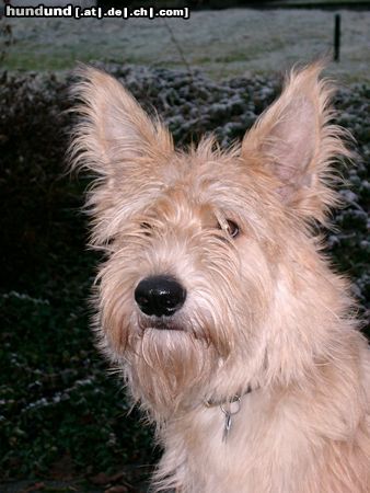 Berger Picard Hunde Foto 19264 Berger Picard Alf