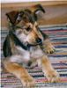 Berger Picard Foto: Xiros de la Vallee du Mouton - genannt (ID 3430) Berger Picard Hund