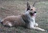 Berger Picard Foto: Leo (ID 23436) Berger Picard Hund