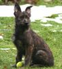 Berger Picard Foto: Ami des Garous d`Ebene (ID 27160) Berger Picard Hund