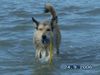Berger Picard Foto: Am Nordseestrand (ID 35400) Berger Picard Hund