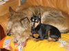 Berger Picard Foto: Comic und Gipsy (ID 20182) Berger Picard Hund
