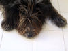 Berger Picard Foto: Paula 10 Jahre, Findelkind (ID 35008) Berger Picard Hund
