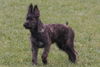 Berger Picard Foto: Was ist denn da los???? (ID 28352) Berger Picard Hund