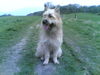 Berger Picard Foto: Unser Bruno (ID 41792) Berger Picard Hund