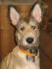 Berger Picard Foto: Coucou 5 Monate (ID 40408) Berger Picard Hund