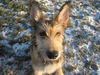 Berger Picard Foto: Coucou 6 Monate alt (ID 40779) Berger Picard Hund