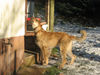 Berger Picard Foto: wie komm ich nur aufs Dach ?!?! (ID 40778) Berger Picard Hund