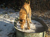 Berger Picard Foto: Coucou auf dem Eis, 6 Monate alt (ID 40777) Berger Picard Hund