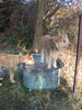 Berger Picard Foto: Ugini und Coucou (ID 40780) Berger Picard Hund