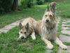 Berger Picard Foto: Coucou mit Papa Ursaf (ID 42002) Berger Picard Hund