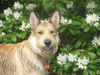 Berger Picard Foto: sonnige Grüße von Coucou (ID 41997) Berger Picard Hund
