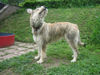 Berger Picard Foto: was fliegt denn da??? (ID 41998) Berger Picard Hund