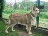Berger Picard Foto: Ursaf de Lann Guic (ID 42004) Berger Picard Hund
