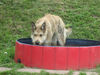 Berger Picard Foto: Coucou im Hunde-Pool (ID 42003) Berger Picard Hund