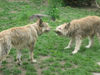 Berger Picard Foto: Wettziehen Coucou mit Ugini (ID 42001) Berger Picard Hund