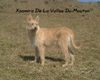 Berger Picard Foto: Xsamira de la vallee du mouton (ID 3638) Berger Picard Hund