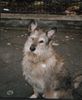 Berger Picard Foto: das ist mein hund lando ein 7 jähriger berger picard rüde (ID 24265) Berger Picard Hund