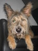 Berger Picard Foto: Jack hat nen Kater ;o) (ID 39834) Berger Picard Hund
