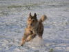 Berger Picard Foto: Winterspaß (ID 27451) Berger Picard Hund