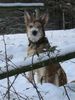 Berger Picard Foto: Ugini wohnt in Thüringen und liebt Schnee (ID 7540) Berger Picard Hund