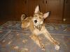 Berger Picard Foto: Ugini mittlerweile 7 Monate alt (ID 7538) Berger Picard Hund
