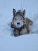 Berger Picard Foto: Schnee in Thüringen (ID 18925) Berger Picard Hund
