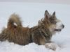 Berger Picard Foto: Schnee in Thüringen (ID 18924) Berger Picard Hund