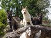 Berger Picard Foto: 1. Italienisches Picardtreffen in Brixen war super! (ID 21950) Berger Picard Hund