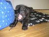Berger Picard Foto: Morty (3 Monate) (ID 12555) Berger Picard Hund