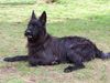 Berger Picard Foto: Nizia an ihrem ersten Geburtstag (ID 11006) Berger Picard Hund
