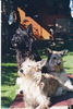 Berger Picard Foto: Bilbo,Louise,Minouch (ID 30620) Berger Picard Hund