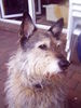 Berger Picard Foto: lando, 8 jähriger picard (ID 37799) Berger Picard Hund