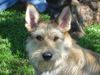 Berger Picard Foto: Kimba 10 Monate jung (ID 21625) Berger Picard Hund