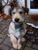 Berger Picard Foto: Aiko des Garous d´Ebene, genannt (ID 27695) Berger Picard Hund
