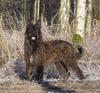 Berger Picard Hund