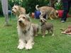 Berger Picard Foto: Shello zu besuch bei seinen Kindern (ID 22139) Berger Picard Hund