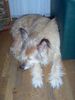 Berger Picard Foto: bobbie slaft (ID 11881) Berger Picard Hund