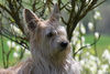 Berger Picard Foto: Amelie unter dem Zaubernuss (ID 41846) Berger Picard Hund