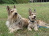 Berger Picard Foto: Ayleen mit Papa (ID 26560) Berger Picard Hund
