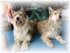 Berger Picard Foto: Hochzeit Louise und Shello (ID 18945) Berger Picard Hund