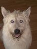 Berger Picard Foto: Benny (unser Schatz aus dem Tierheim, geschätzt auf 6 Jahre) Picard-Husky Mix mit strahlend blauen Augen (ID 25359) Berger Picard Hund