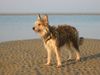 Berger Picard Foto: Ugini im Urlaub auf Borkum (ID 18930) Berger Picard Hund