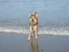 Berger Picard Foto: Ugini im Urlaub auf Borkum (ID 18932) Berger Picard Hund
